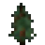 Spruce Sapling